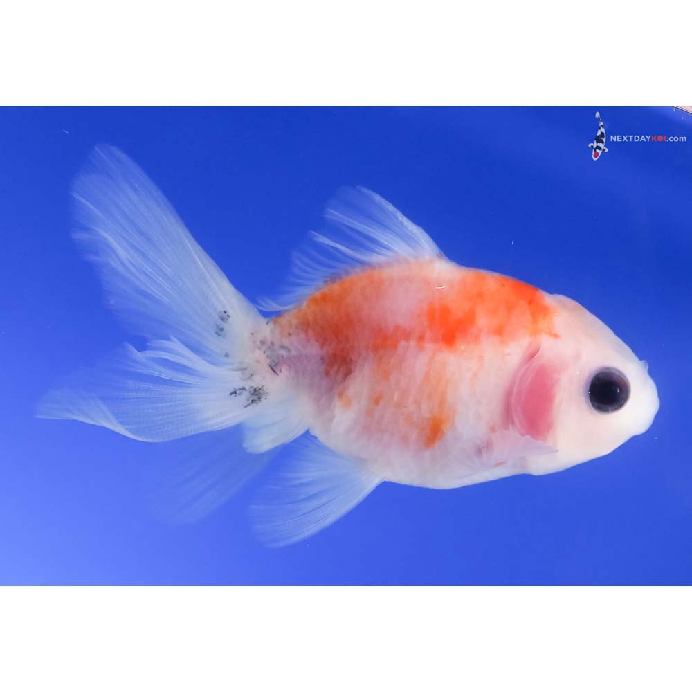3” Imported Calico Oranda