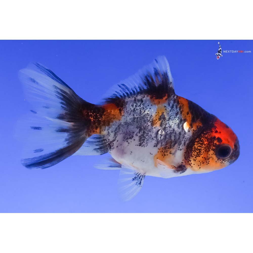 3” Imported Calico Oranda