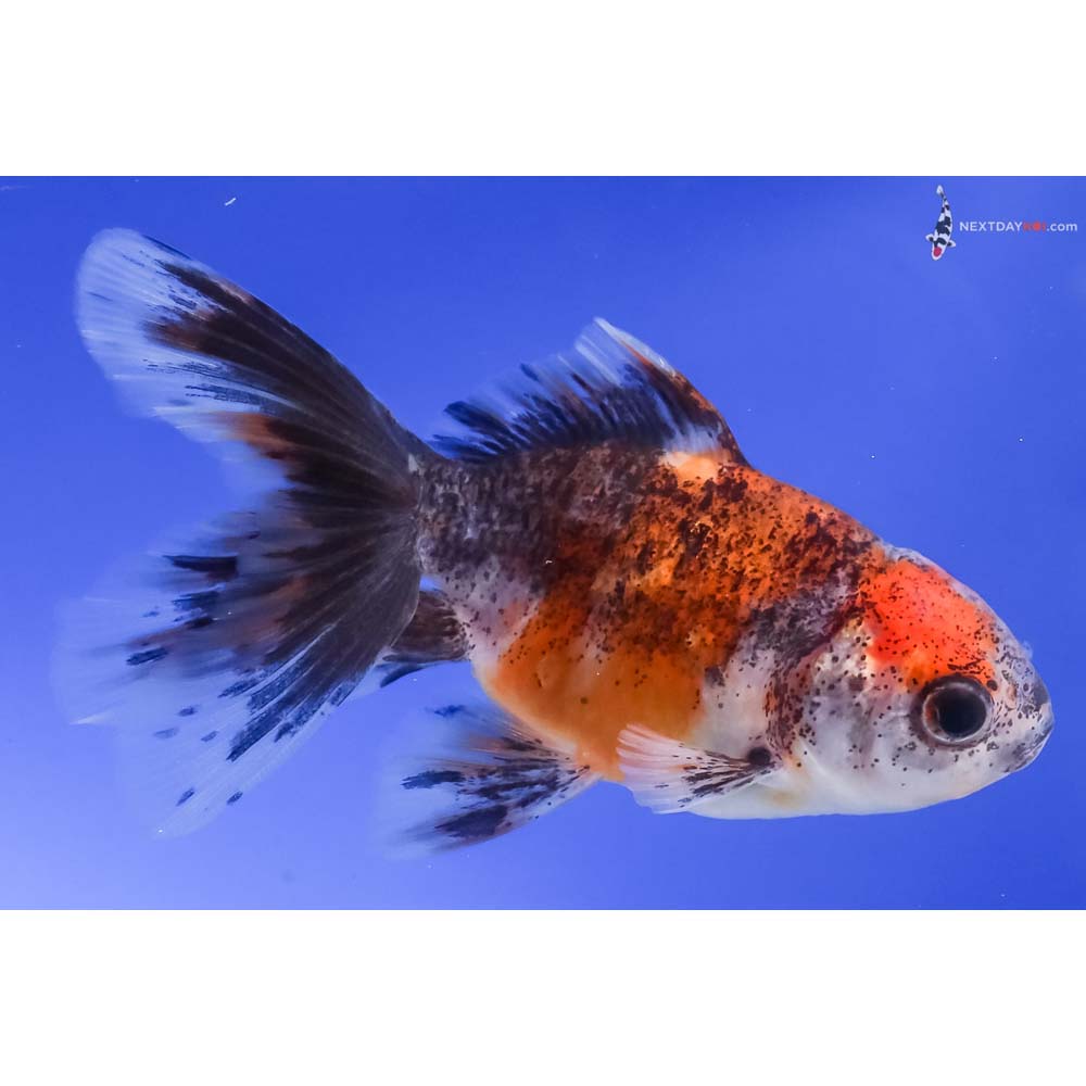 3.5” Imported Calico Oranda