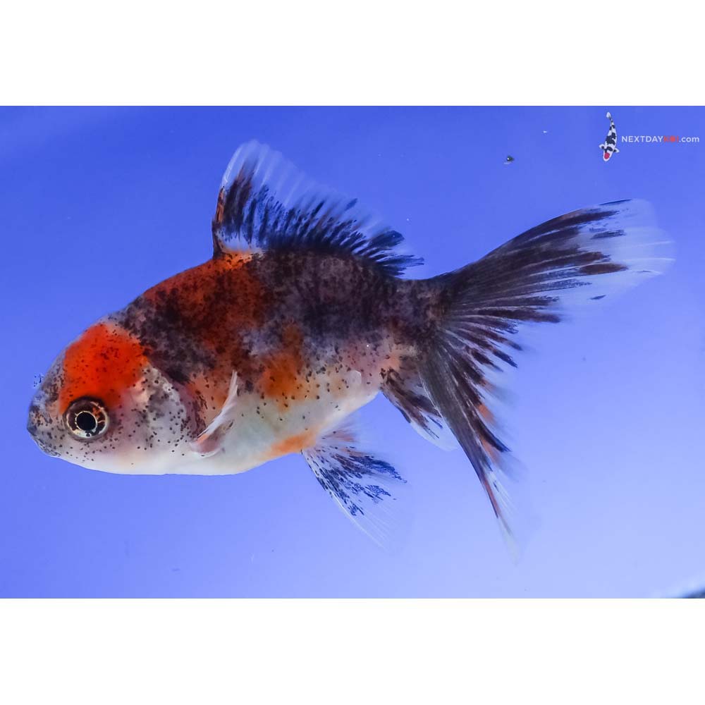 3.5” Imported Calico Oranda
