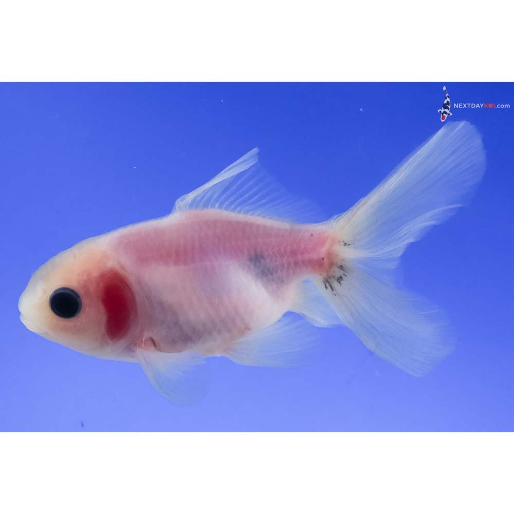 3” Imported White Oranda