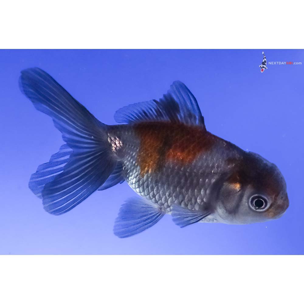 3.5” Imported Blue Oranda