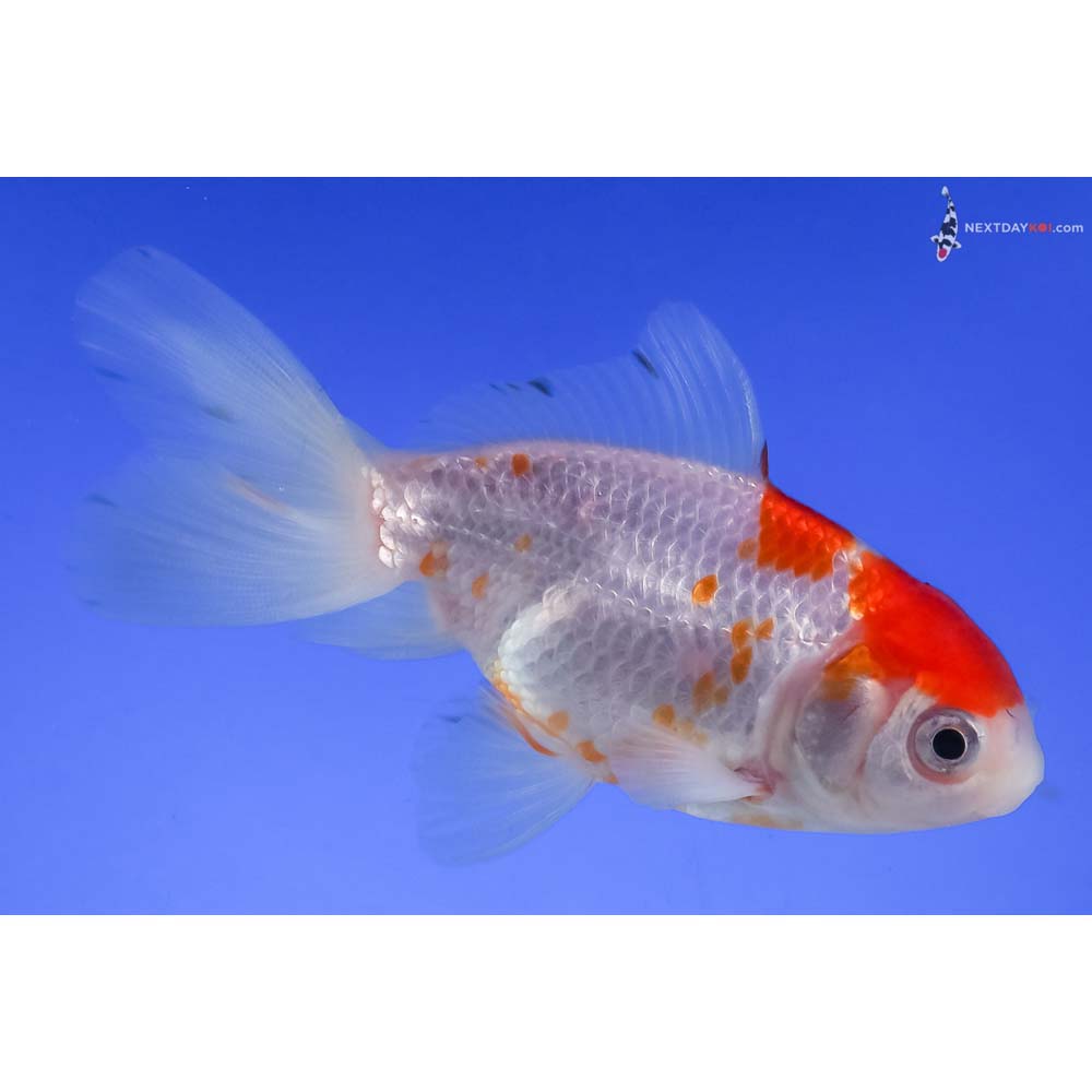 3.5” Imported Male Red and White Oranda