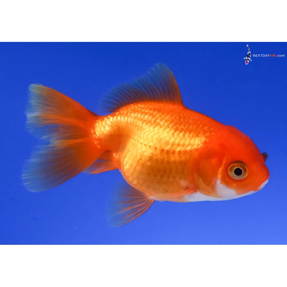 3” Imported Red and White Oranda