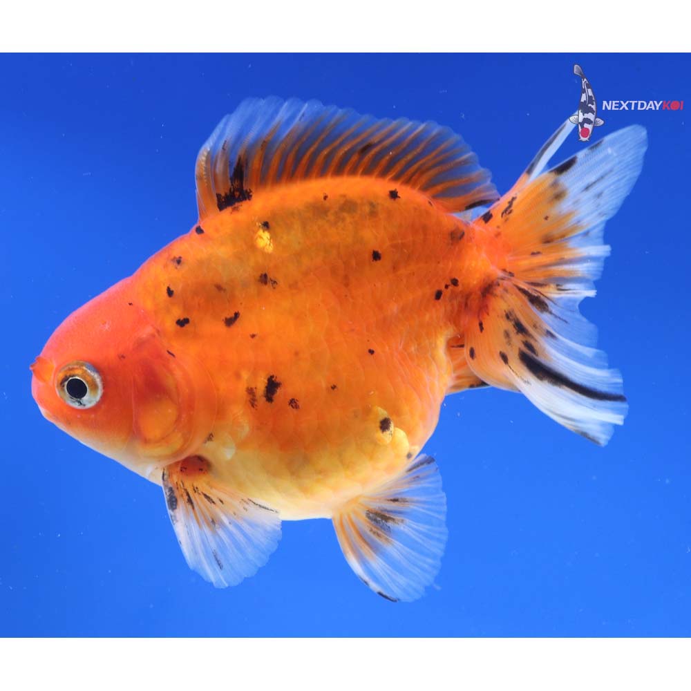 4.5” Imported Male Calico Ryukin