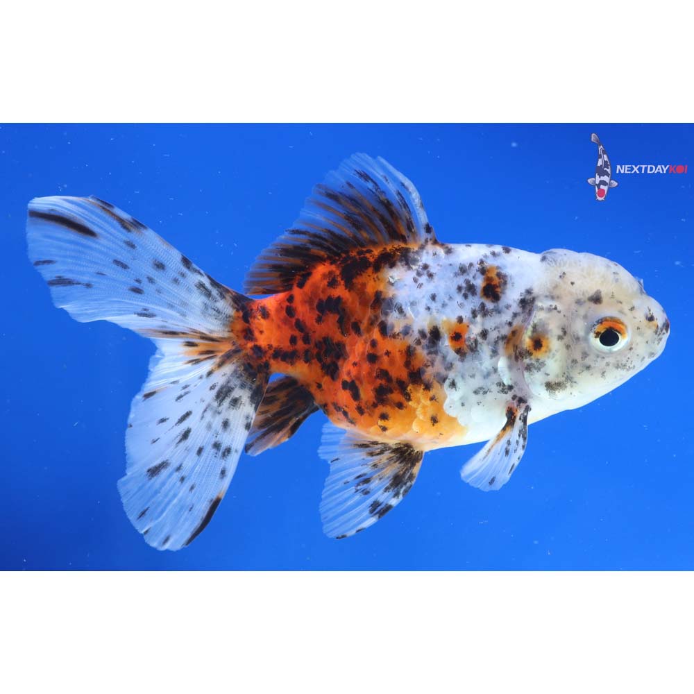 5” Imported Calico Oranda