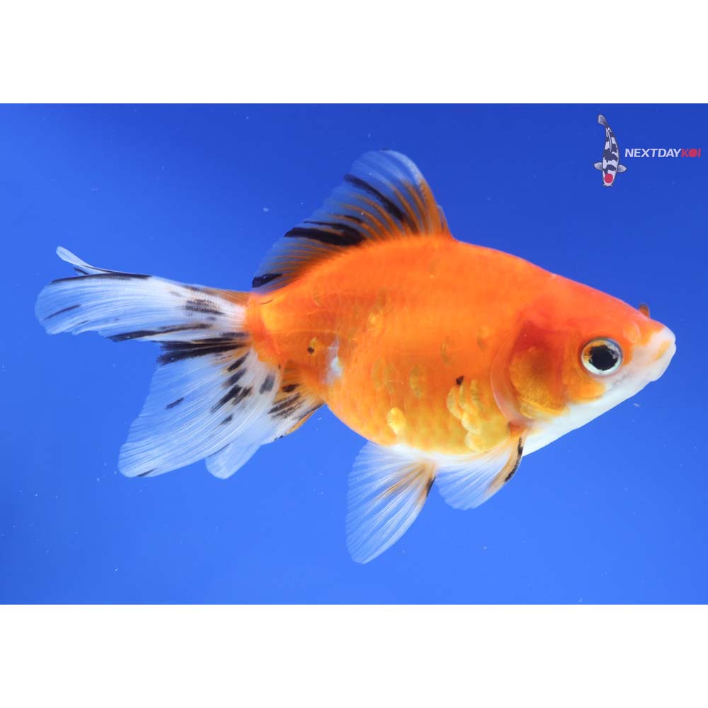 4.5” Imported Calico Ryukin