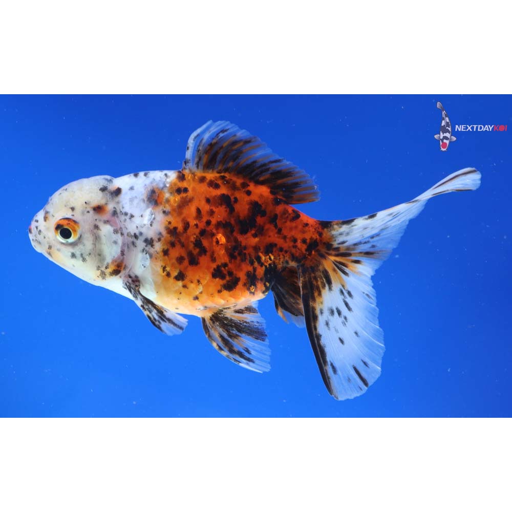 5” Imported Calico Oranda