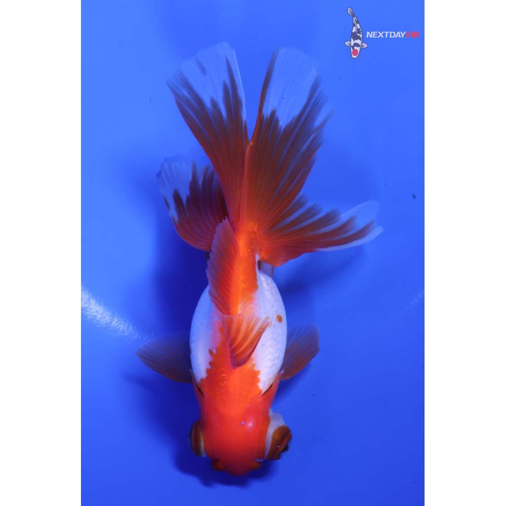 5” Imported Red and White Fantail