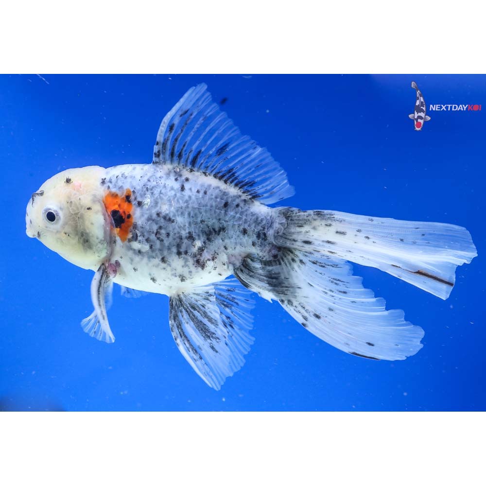 5.5” Imported Calico Oranda