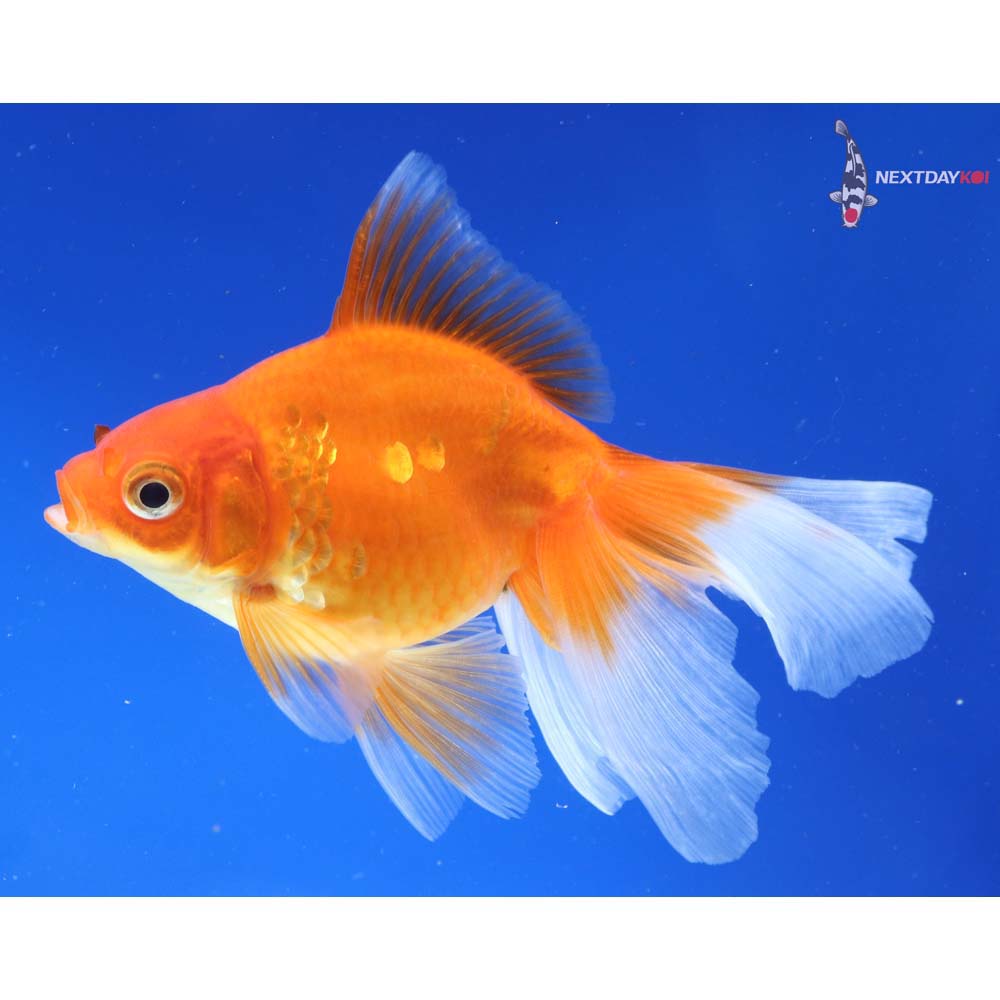 5.5” Imported Red Ryukin