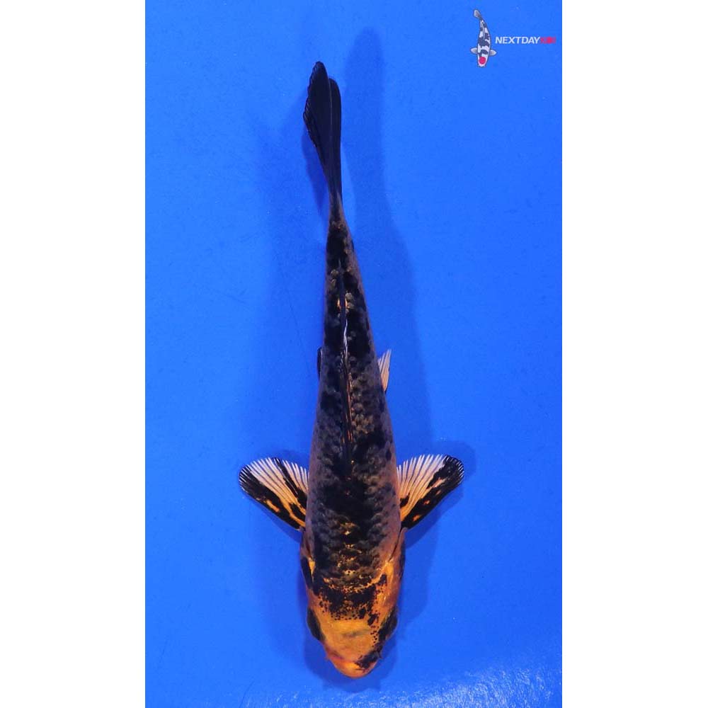 3.5” Imported Kin Aka Bekko