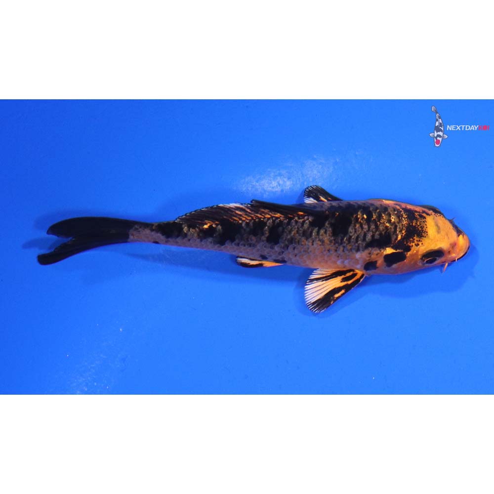 3.5” Imported Kin Aka Bekko