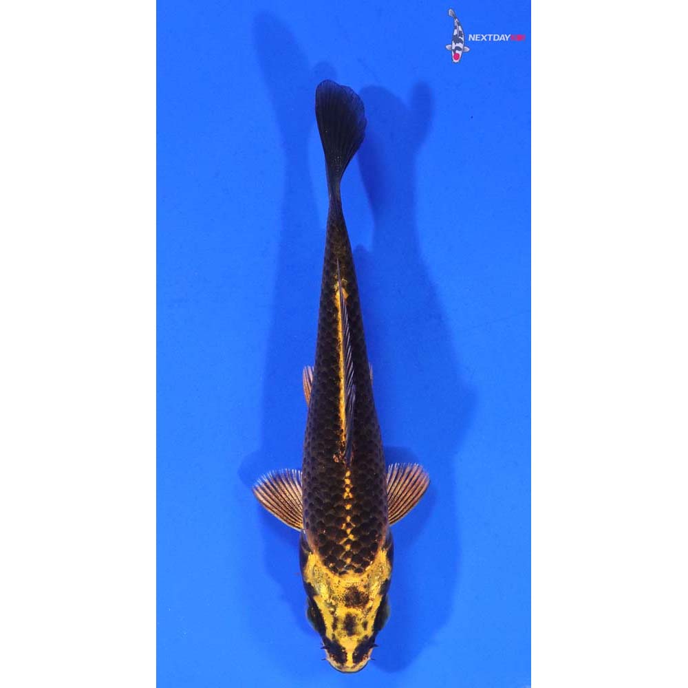 3.5” Imported Ki Matsuba