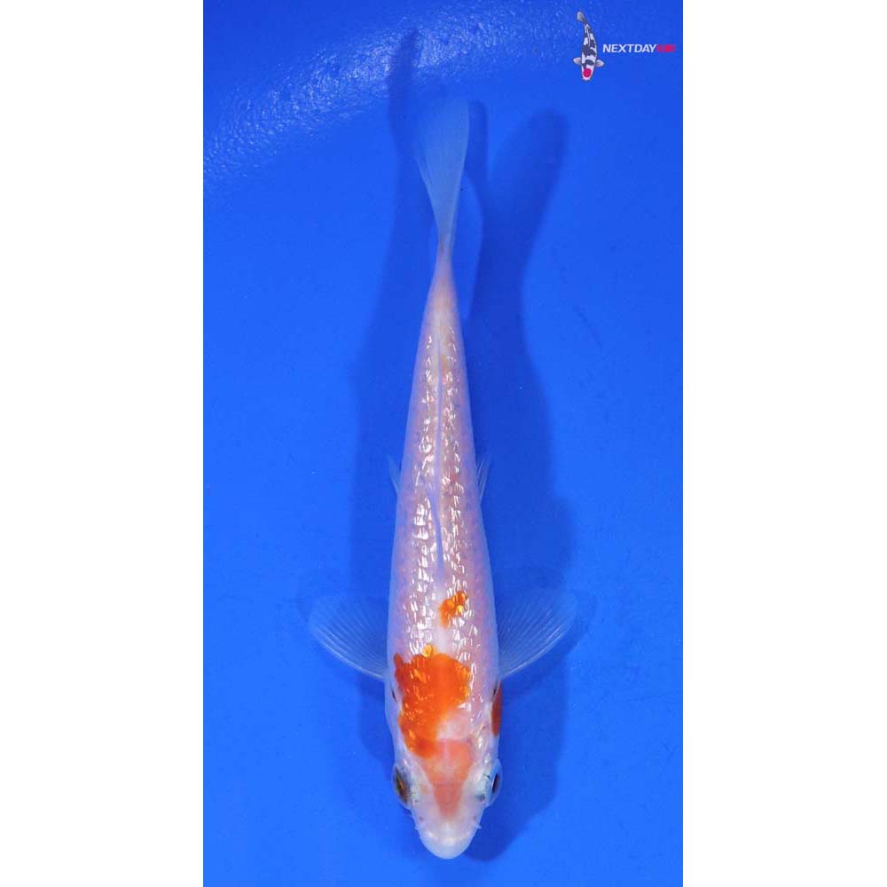 3.5” Imported Gin Rin Kohaku