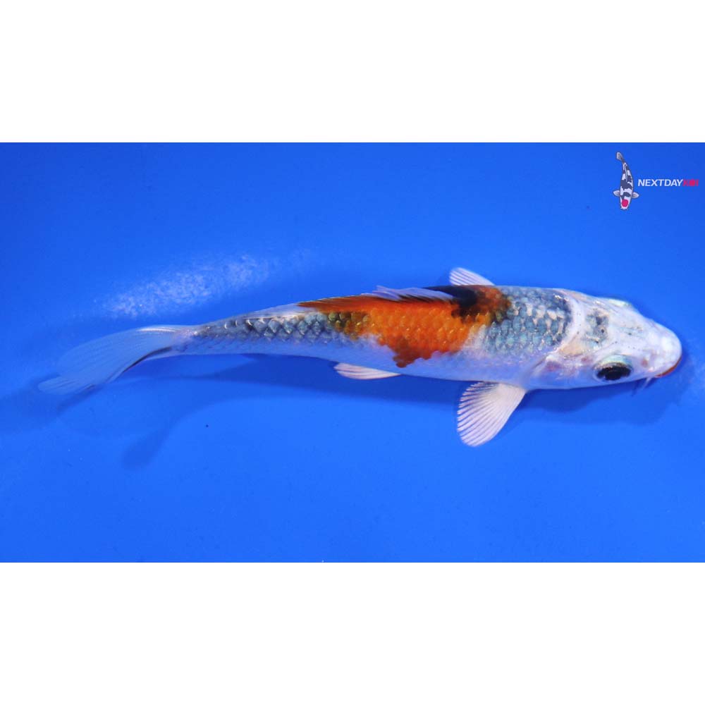 3.5” Imported Yamato Nishiki