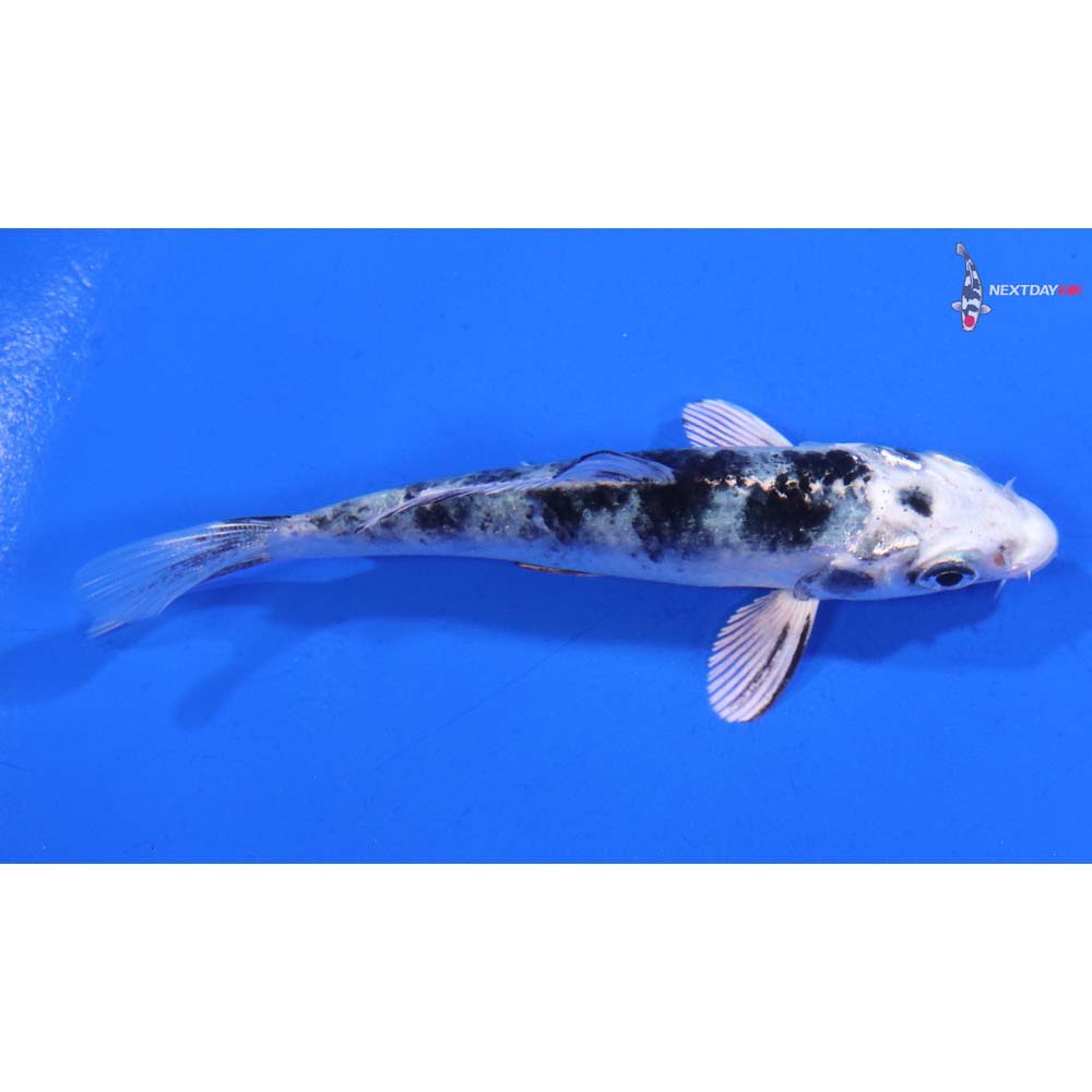 3.5” Imported Gin Shiro Bekko