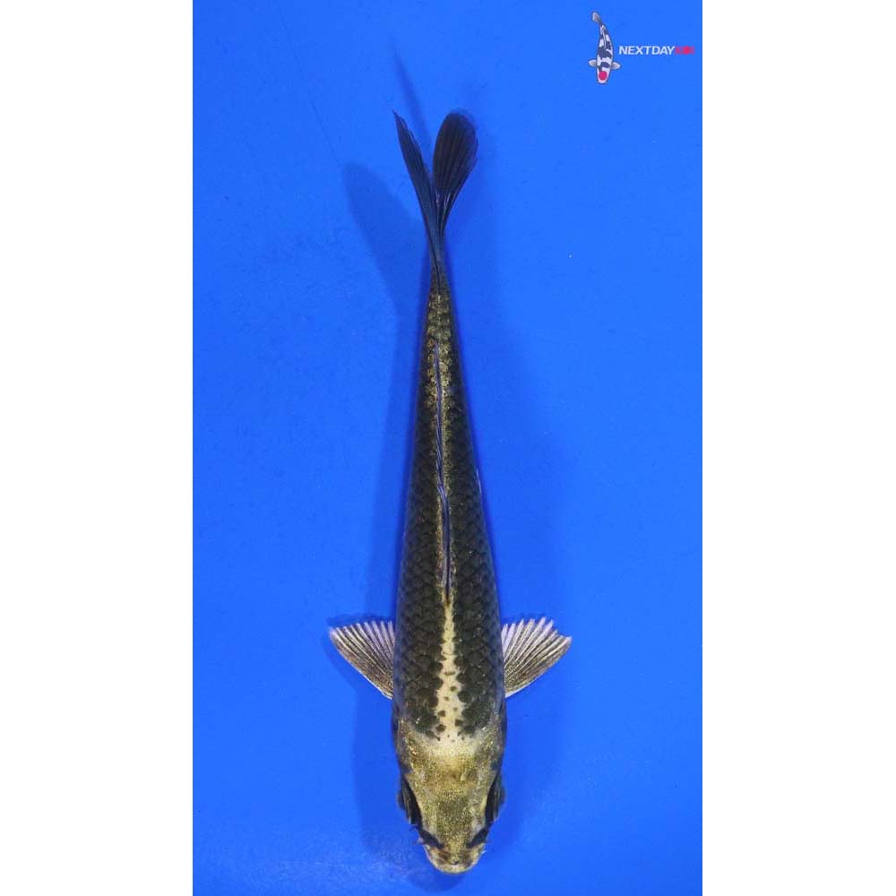 3.5” Imported Ki Matsuba