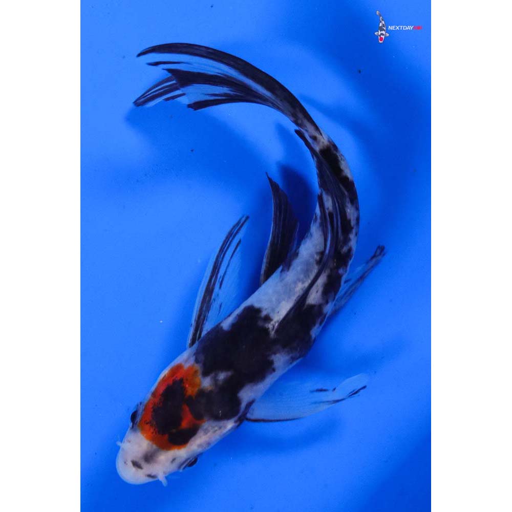5.5” Imported Sanke Butterfly Koi