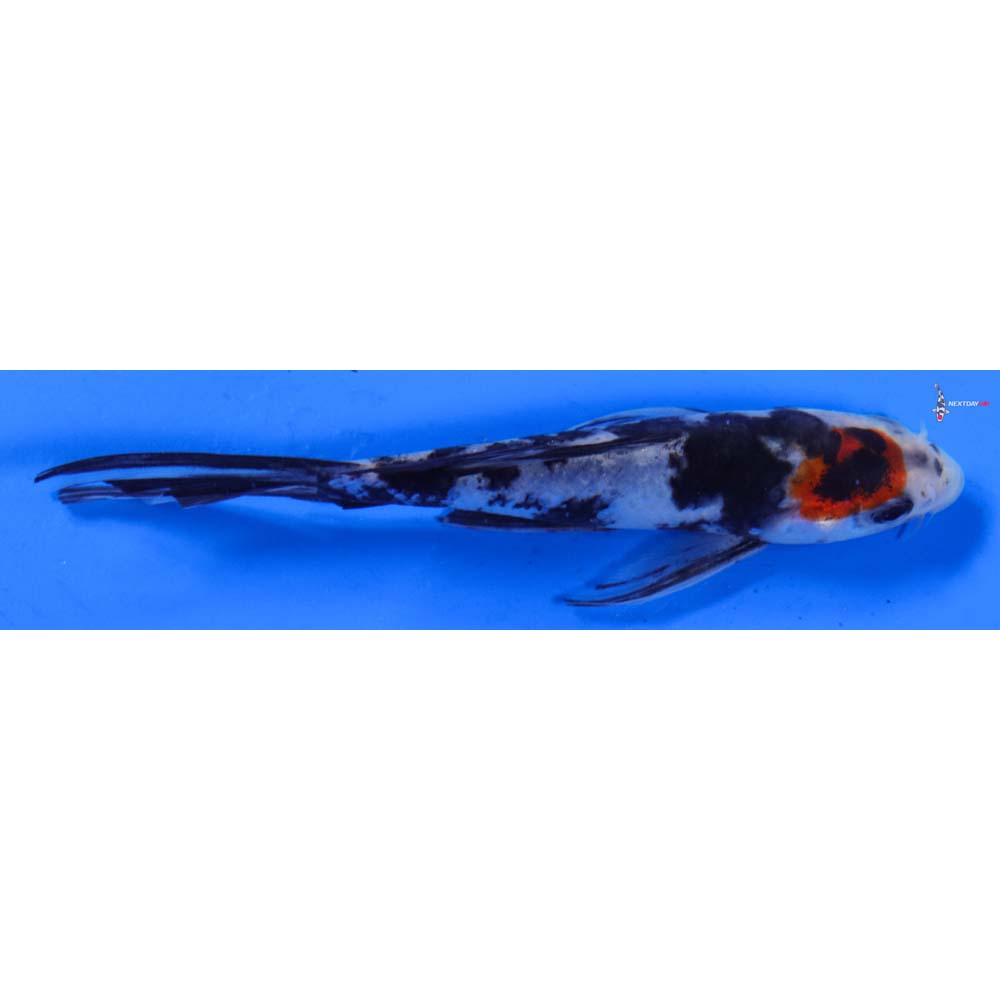 5.5” Imported Sanke Butterfly Koi