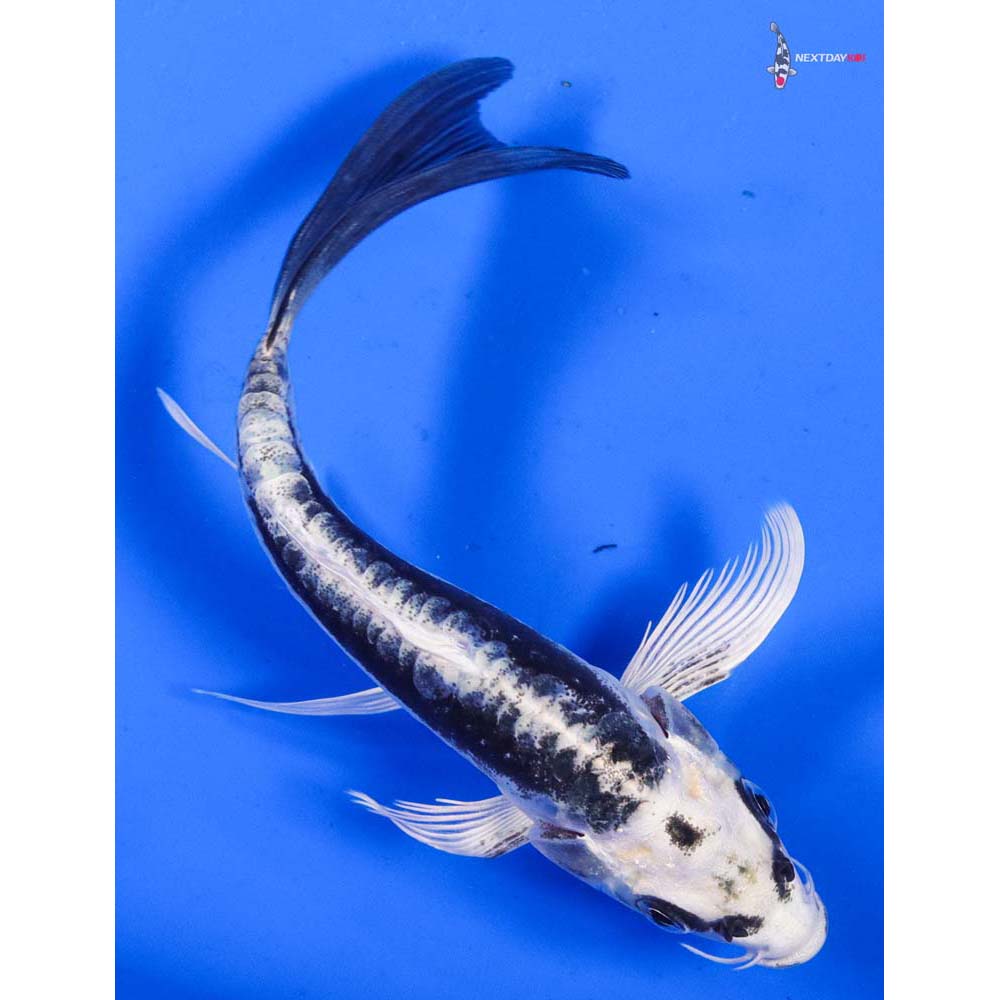 5.5” Imported Kikokuryu Butterfly Koi
