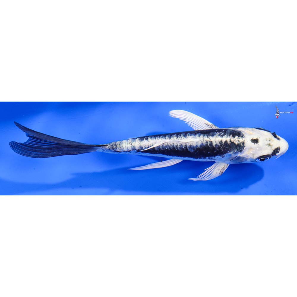 5.5” Imported Kikokuryu Butterfly Koi