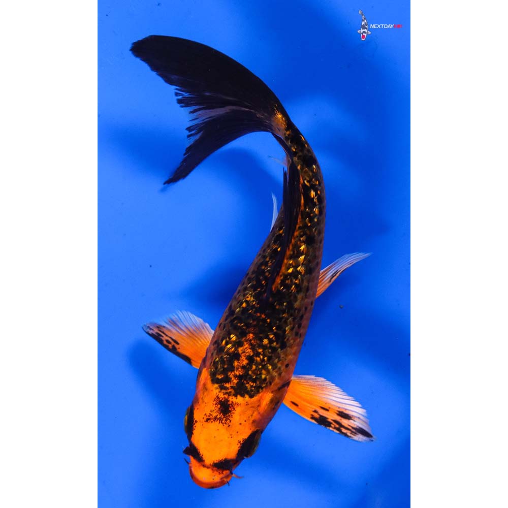 5.5” Imported Gin Rin Orenji Matsuba Butterfly Koi