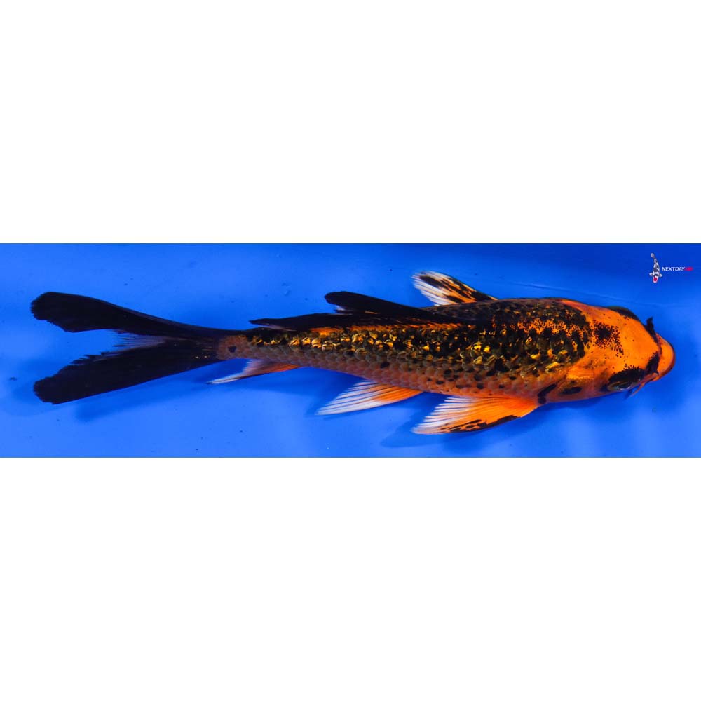 5.5” Imported Gin Rin Orenji Matsuba Butterfly Koi