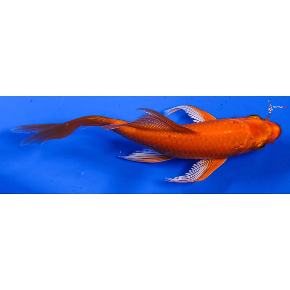 5.5” Imported Orenji Ogon Butterfly Koi