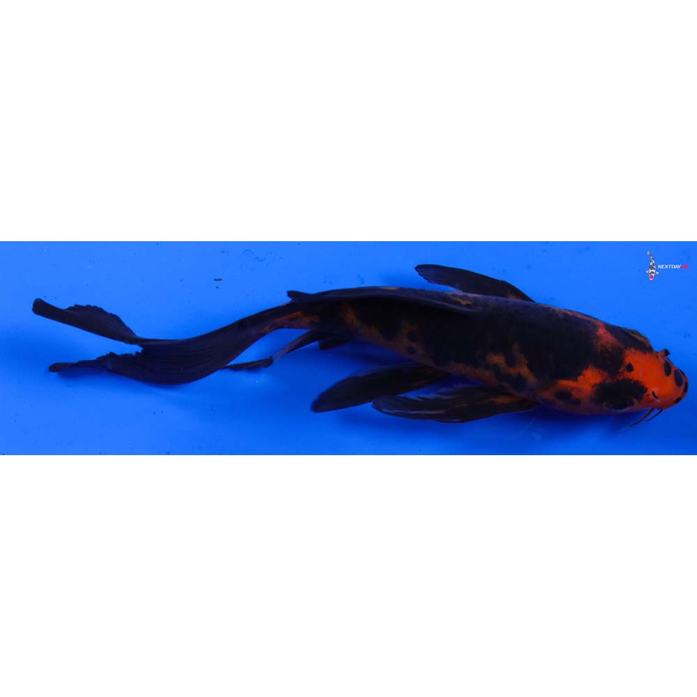 5.5” Imported Aka Bekko Butterfly Koi