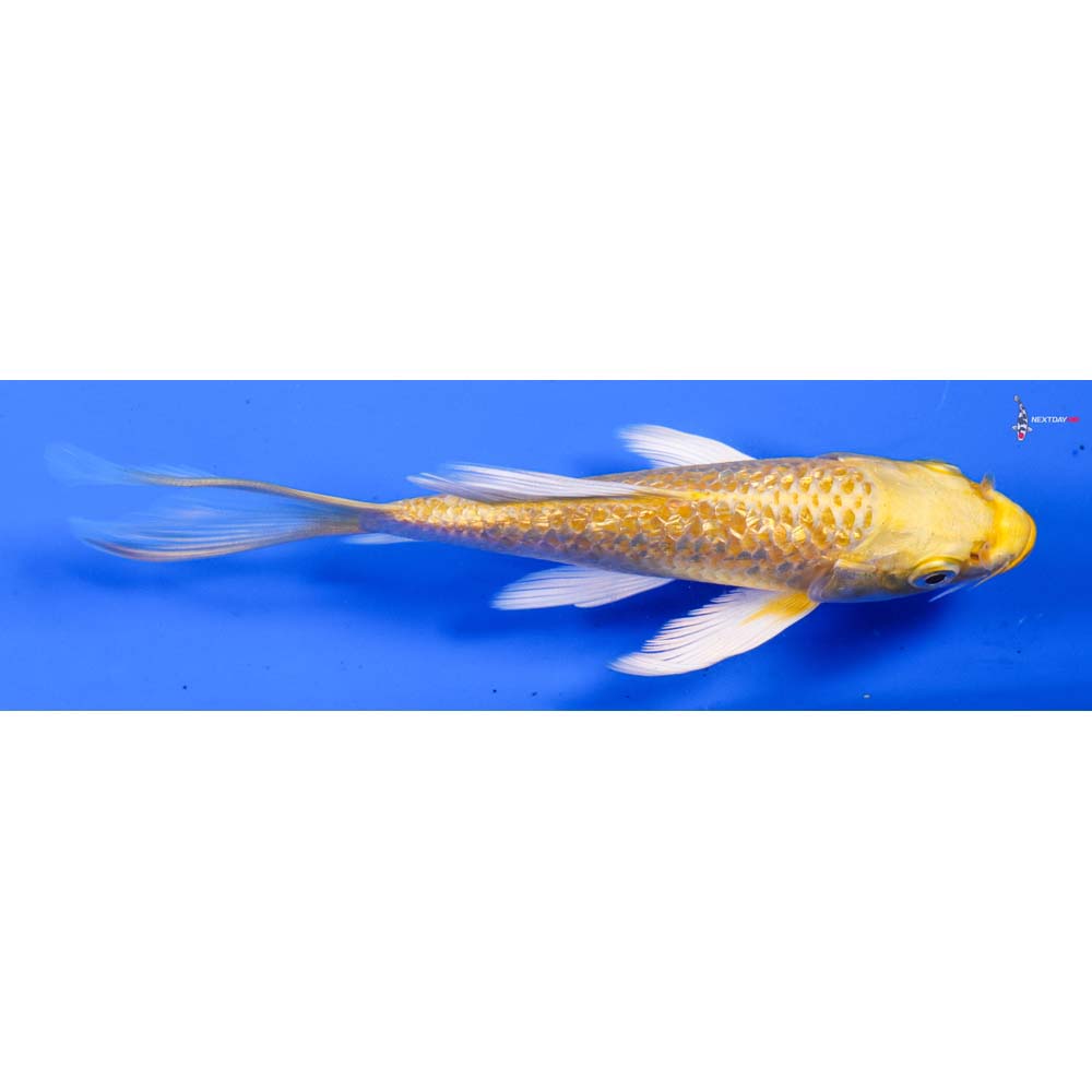 6” Imported Gin Rin Yamabuki Ogon Butterfly Koi