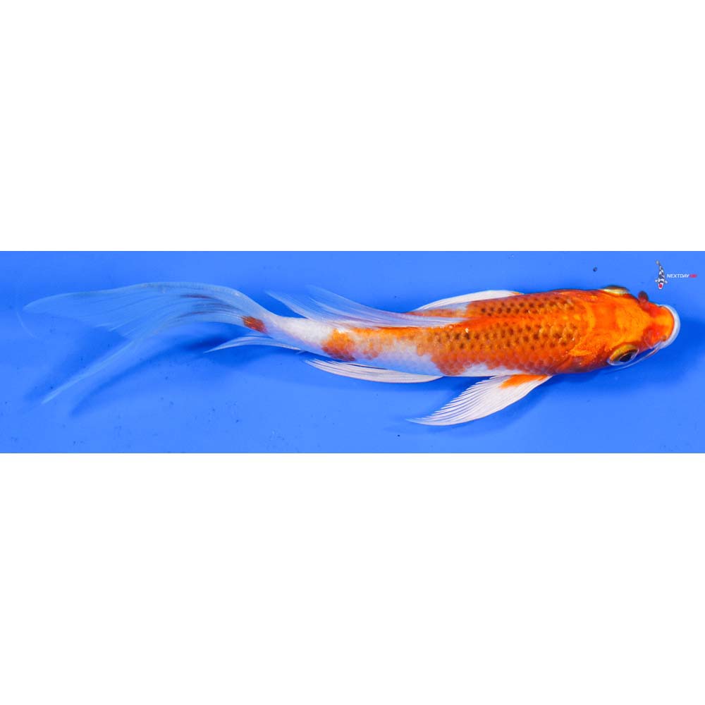6” Imported Kujaku Butterfly Koi