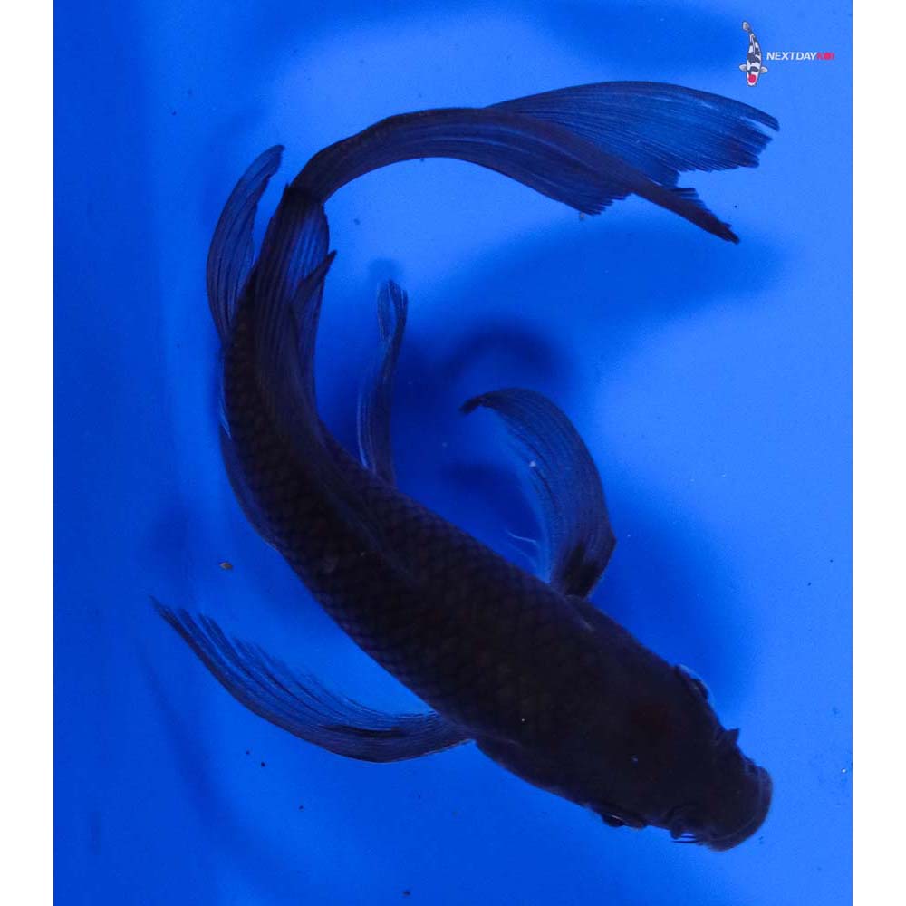 6” Imported Soragoi Butterfly Koi