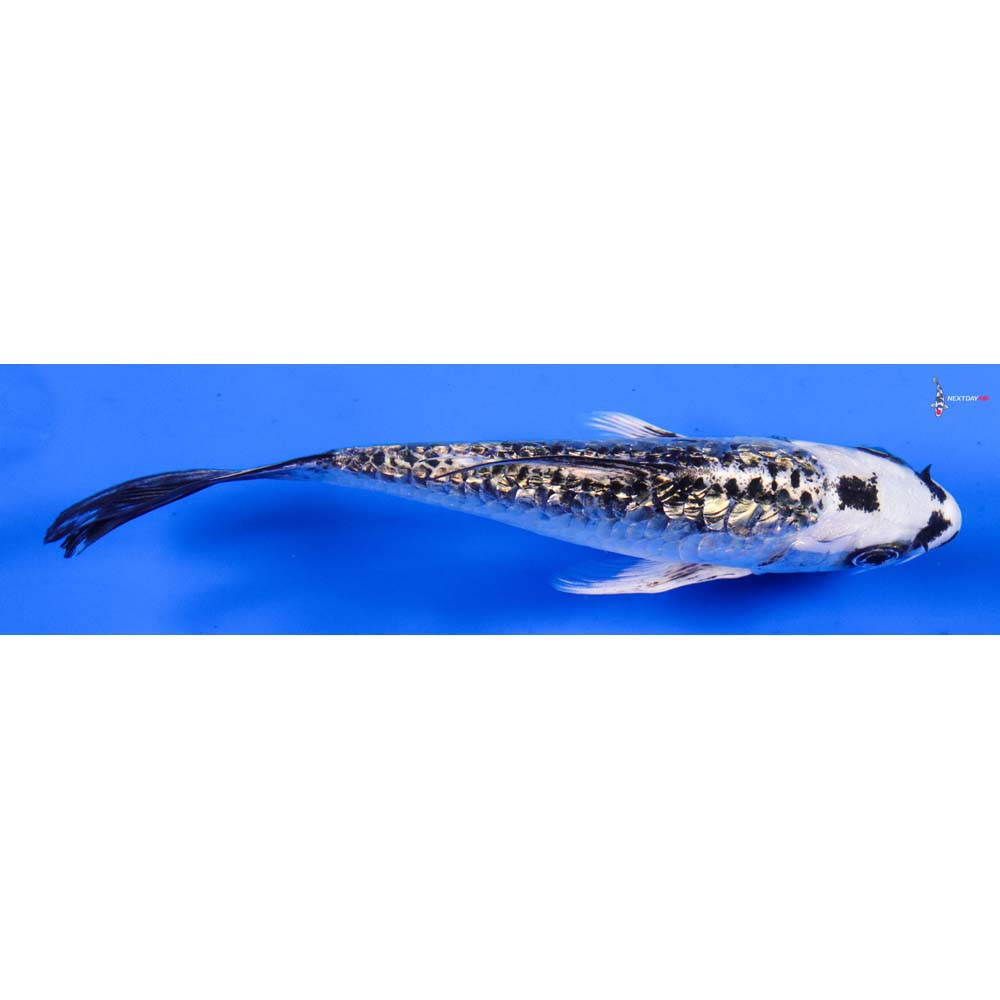 5” Imported Doitsu Gin Rin Gin Matsuba Butterfly Koi