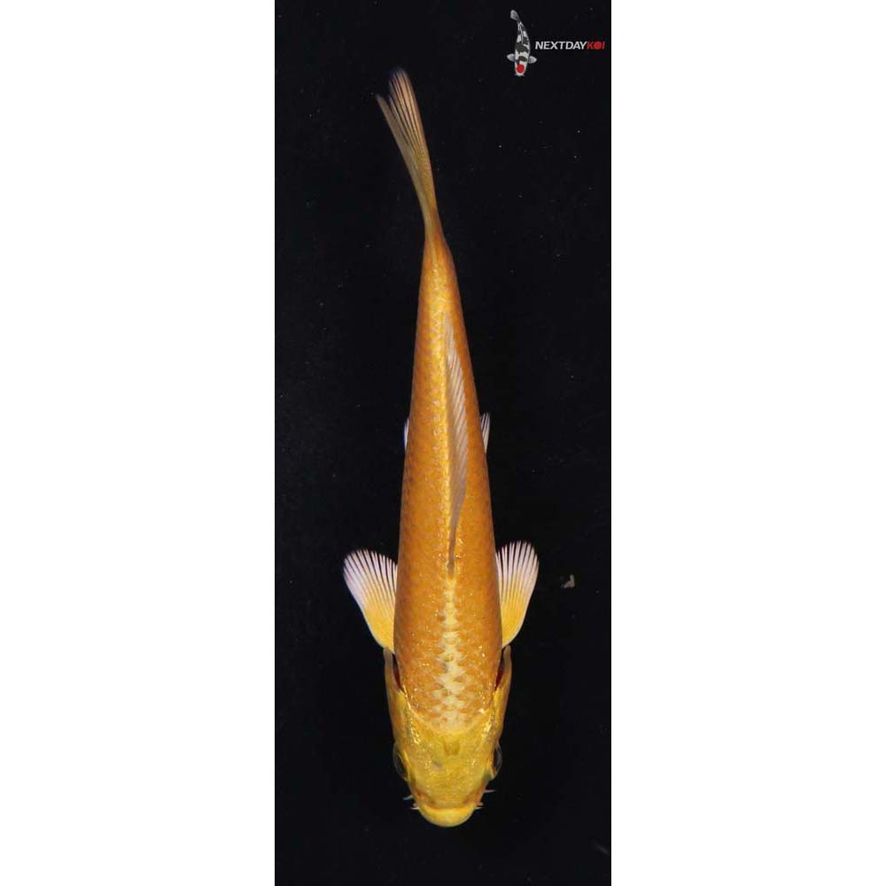 4” Imported Yamabuki Ogon