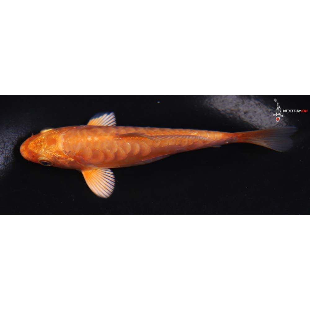 4.5” Imported Armor Scaled Orenji Ogon