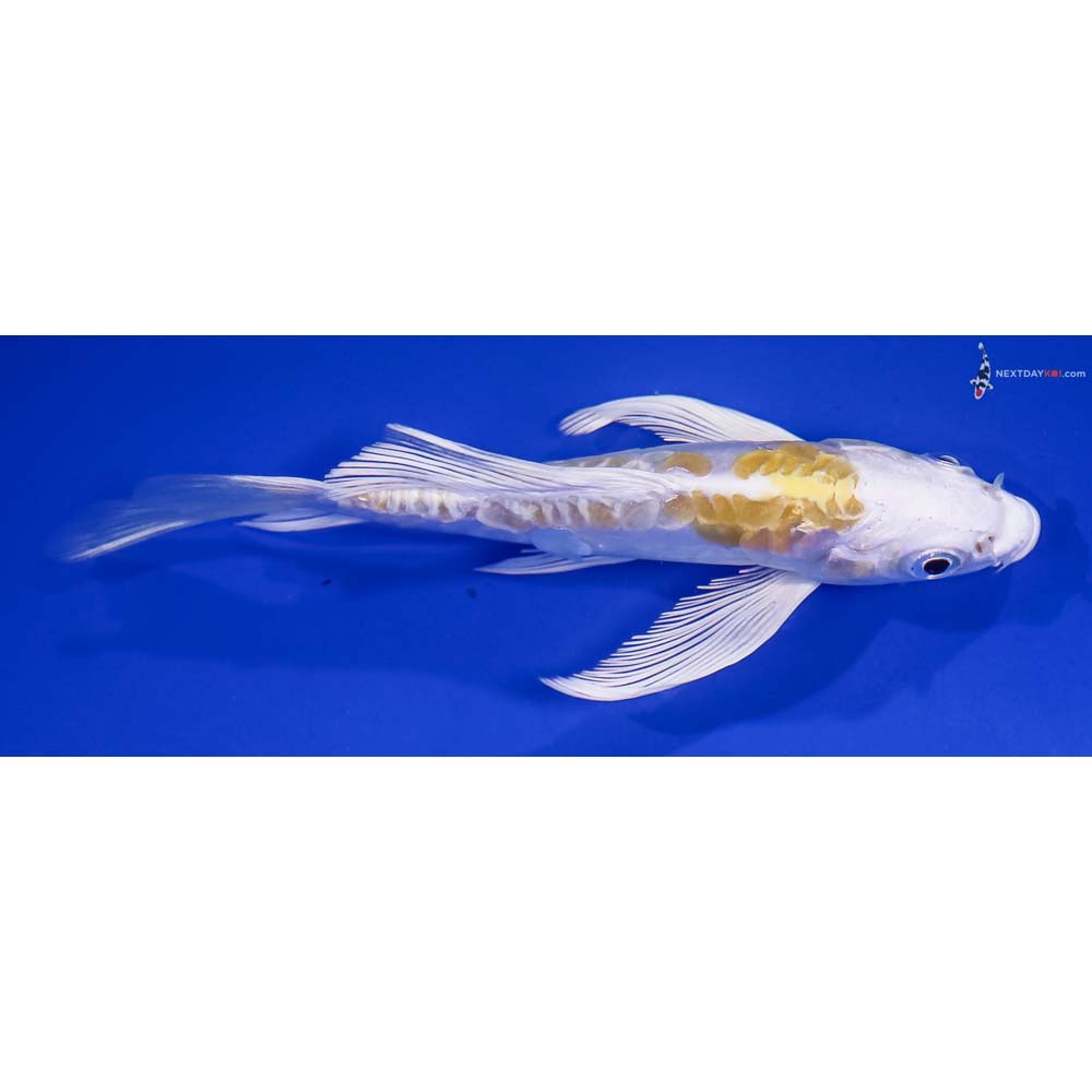 4.5” Imported Doitsu Lemon Hariwake Butterfly Koi