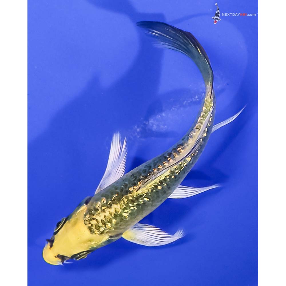 4.5” Imported Gin Rin Ki Matsuba Butterfly Koi