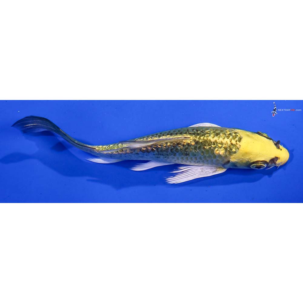 4.5” Imported Gin Rin Ki Matsuba Butterfly Koi