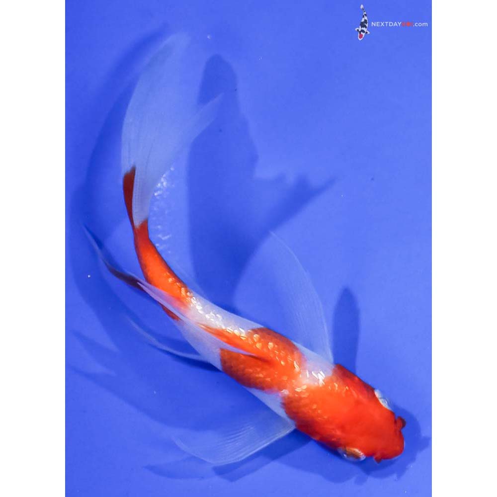 5” Imported Gin Rin Kohaku Butterfly Koi