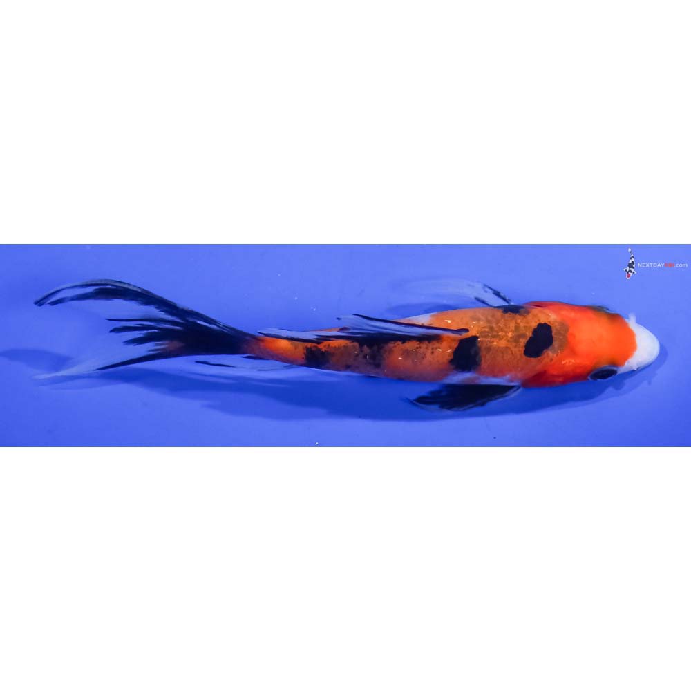 4.5” Imported Aka Sanke Butterfly Koi