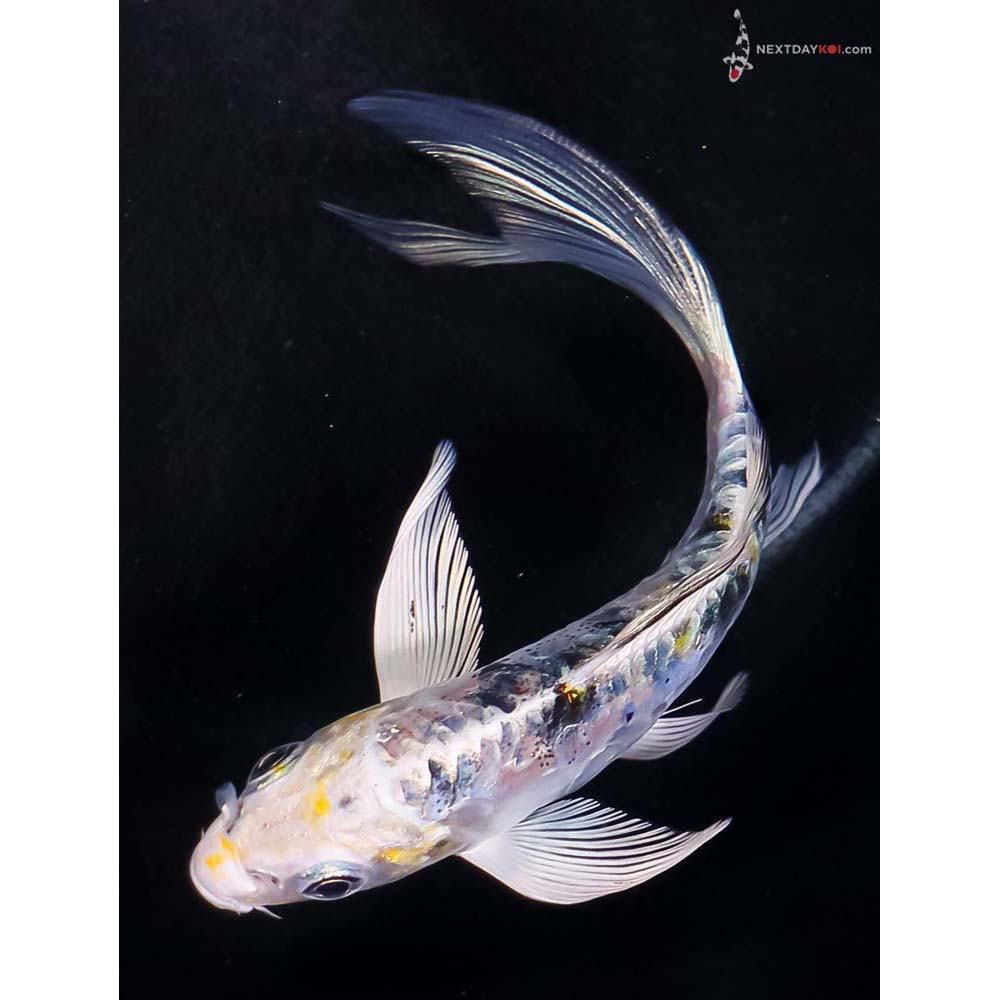 5” Imported Heisei Nishiki Butterfly Koi