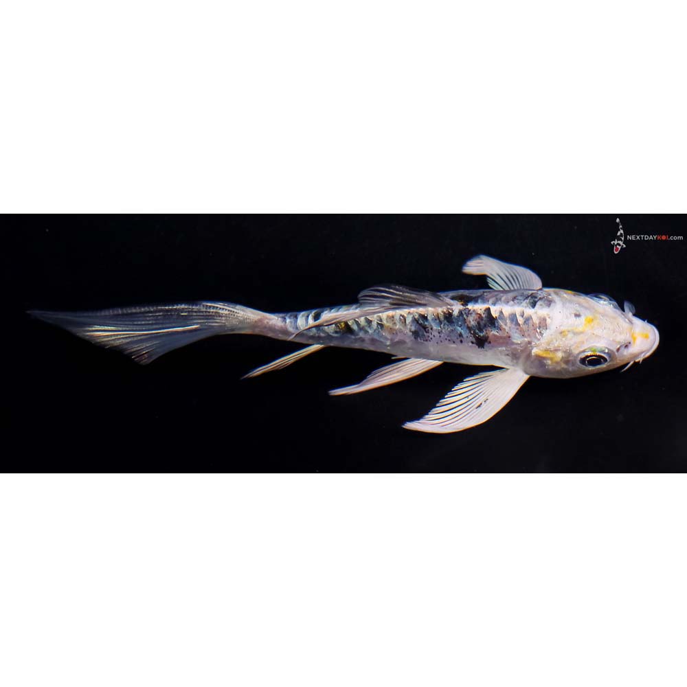 5” Imported Heisei Nishiki Butterfly Koi