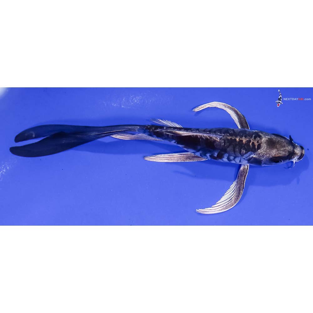 5.5” Imported Kikokuryu Butterfly Koi