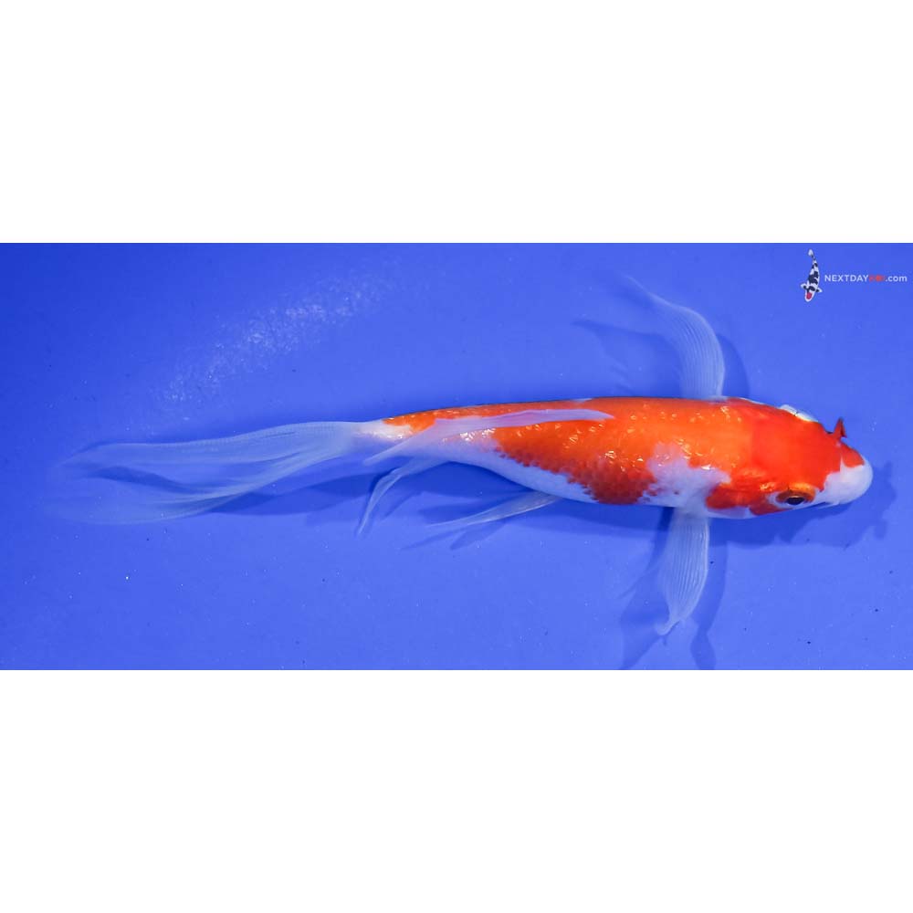 5.5” Imported Gin Rin Kohaku Butterfly Koi