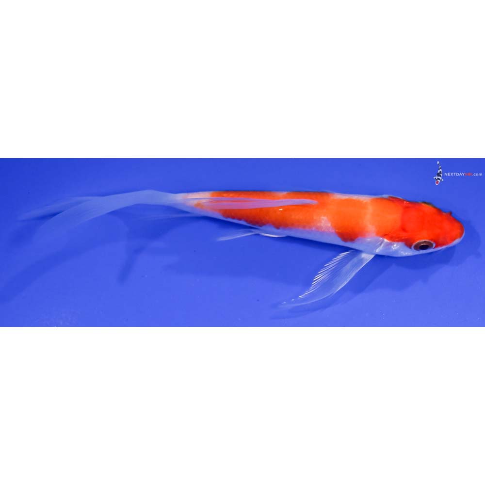 4.5” Imported Kohaku Butterfly Koi