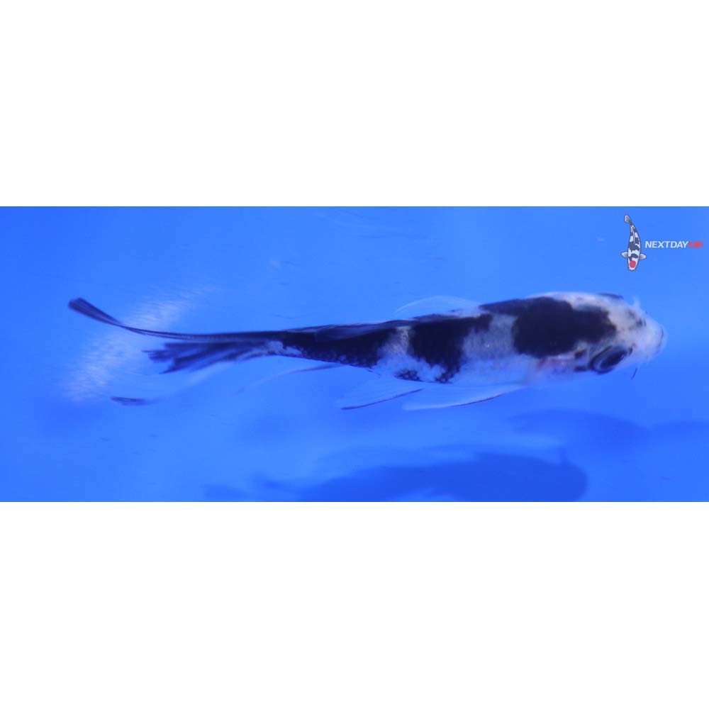3.5” Imported Shiro Utsuri Butterfly Koi