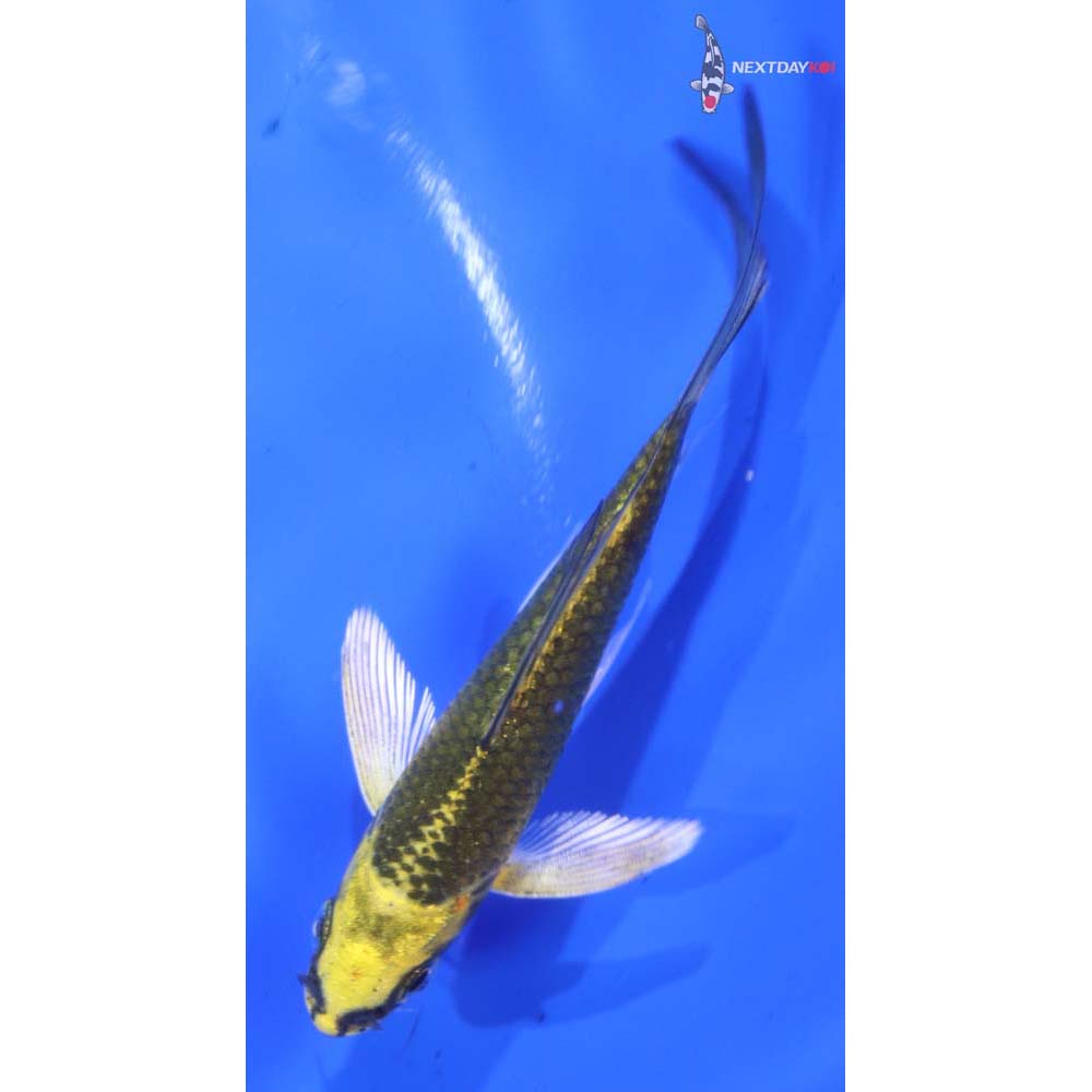 3.5” Imported Ki Matsuba Butterfly Koi