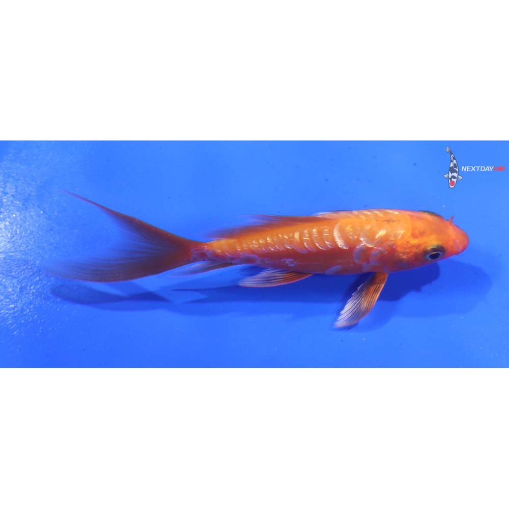 3.5” Imported Gin Rin Doitsu Orenji Ogon Butterfly Koi