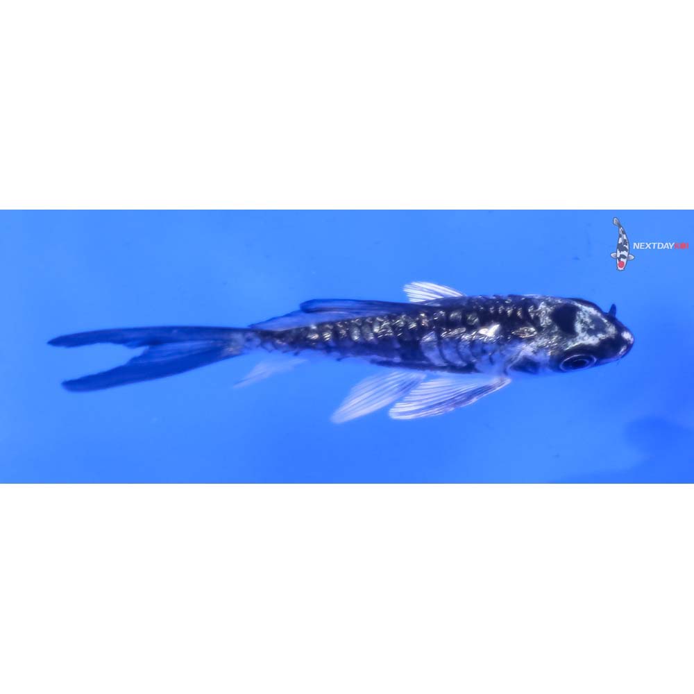 3.5” Imported Gin Rin Kikokuryu Butterfly Koi